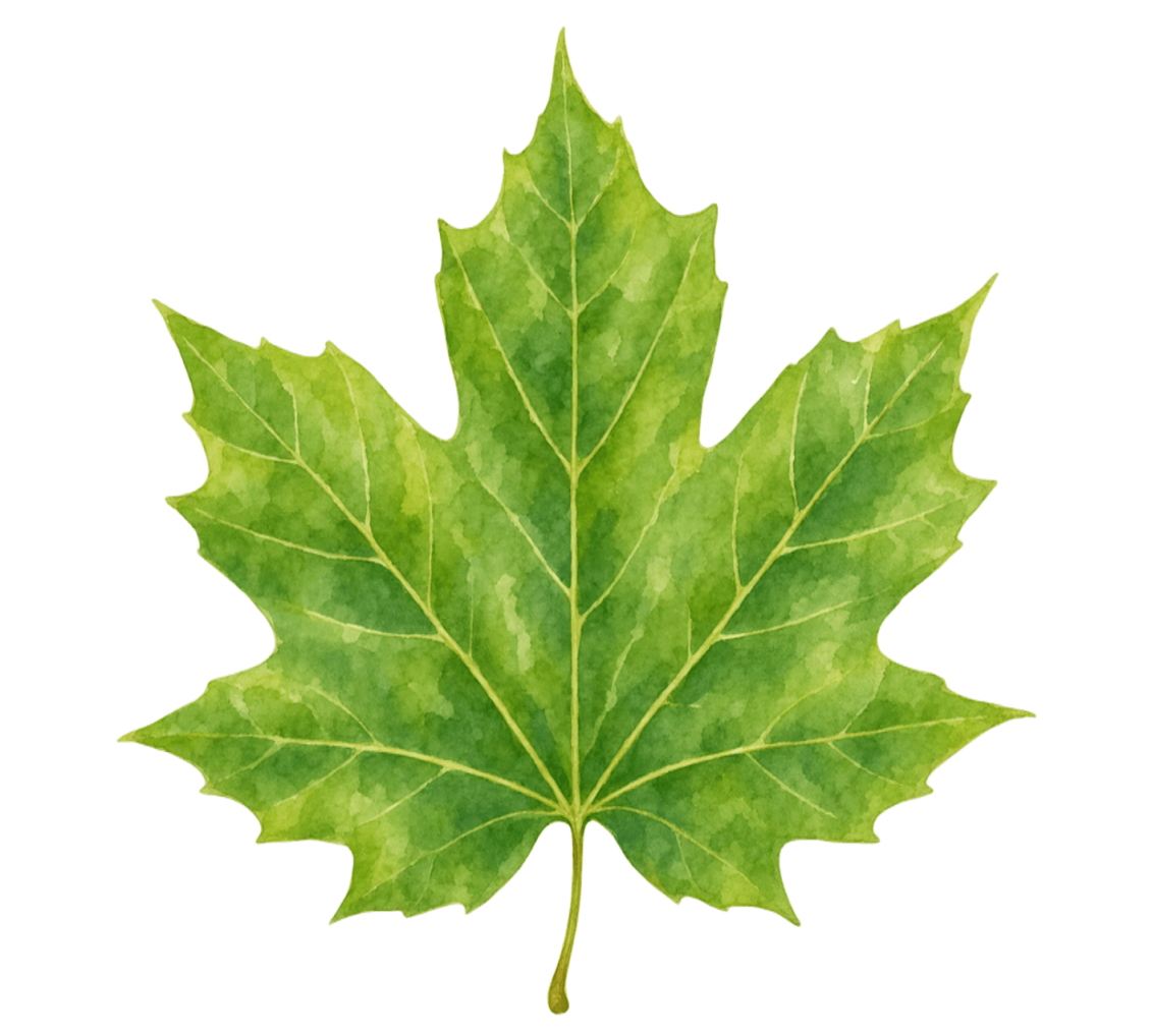 Oak
