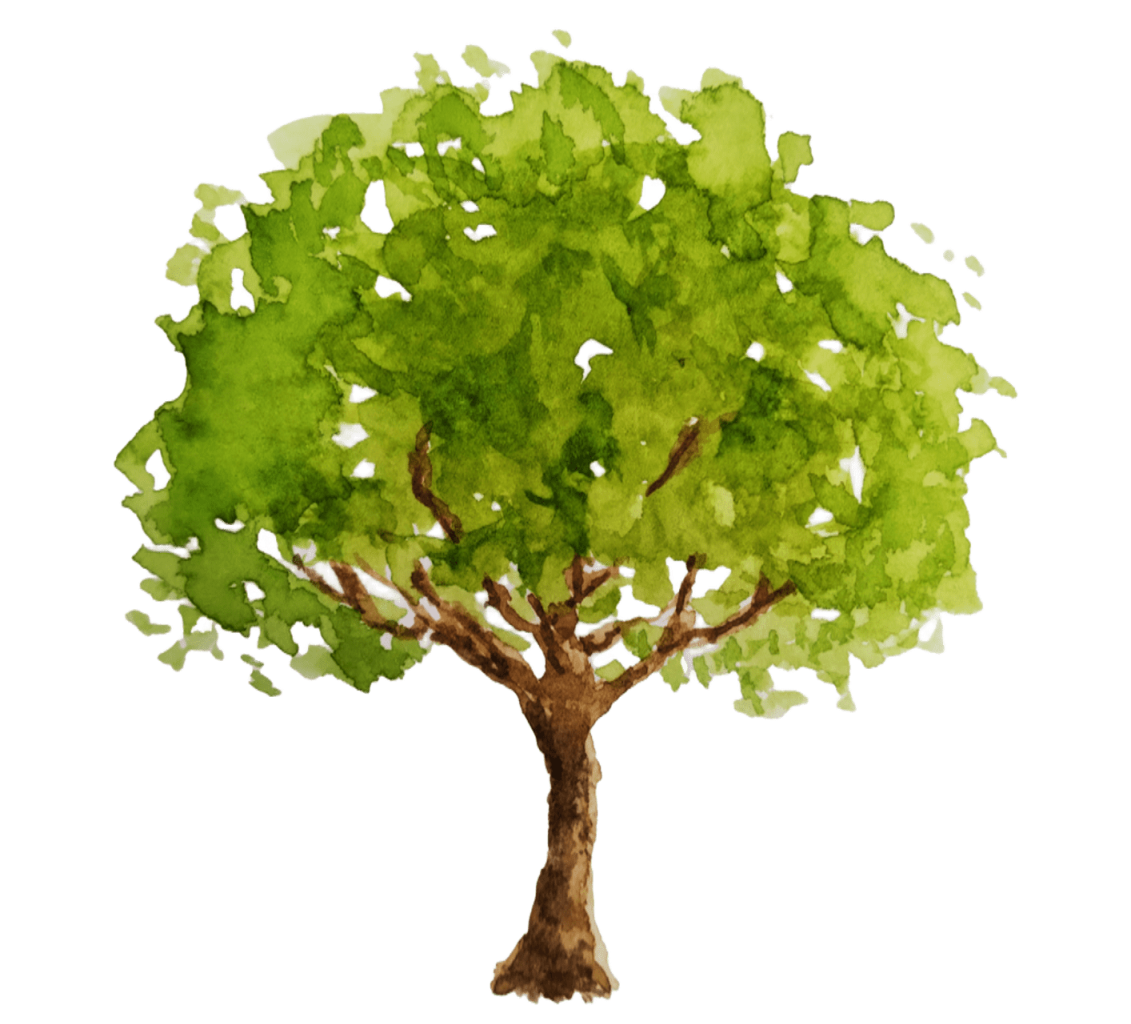 Birch